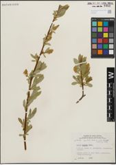 Foto von Salix lucida Muhl.